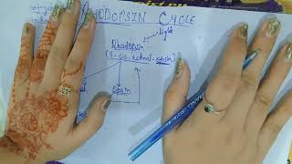 Rhodopsin cycle Easy to get [upl. by Annabella126]