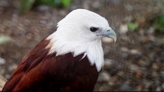 Brahminy Kite at conservation park  Gabaldon Aurora Province Luzon Philippines [upl. by Lonne]