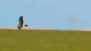 2014 11 21 Kornweihe – northern harrier – circus cyaneus [upl. by Llerot]