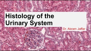 Histology of the urinary system [upl. by Yenaiv]