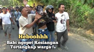 Detik detik Babi ngepet berubah jadi manusia tertangkap warga disiang hari [upl. by Shara]