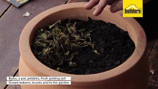 How To Grow Summer Bulbs In Pots [upl. by Anoyk]