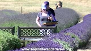 Sequim Lavender Farm Faire [upl. by Nho]