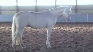 Mirabeau 162h Cremello Warmblood [upl. by Rebmyt719]