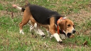 Skyviews Beagles Run Rabbit Through Woods and Leaves [upl. by Eibba]