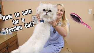 How To Care for a Persian Cat [upl. by Annovoj]