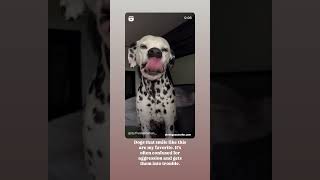 Dalmatian Smile dalmatiansmile dalmatian dogs thedogcounselor [upl. by Etnwahs]