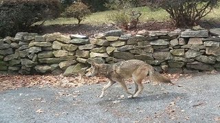 Possibly rabid coyote attacking people terrorizing towns [upl. by Colon]