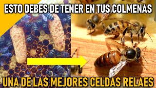 👉🏼 TIPOS DE CELDAS REALES EN LA COLMENA [upl. by Capello663]