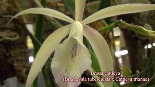 Brassocattleya Brassavola tuberculata x Cattleya trianae [upl. by Timmy]