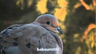 Tourterelles tristes  Mourning Doves Cacouna Québec [upl. by Aynek887]