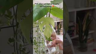 Monstera deliciosa new leaf 🌿🍀❤️ plants shorts monstera gardening indoorplants [upl. by Meuse]