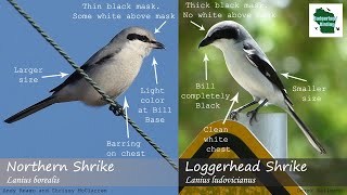 ID Tips Loggerhead Shrike vs Northern Shrike [upl. by Ardys]