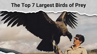 The Top 7 Largest Birds of Prey [upl. by Nyleuqcaj140]