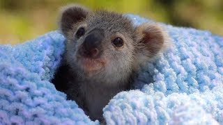 Adorable Baby Koala Rescued [upl. by Atworth]