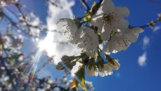 Cherry Tree Blossominggarden [upl. by Alcot]