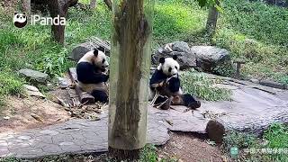 82624  Bamboo Shoots Picnic  Dou BanDun Dun Chao Tianjiao [upl. by Annwahsal934]