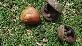 Sterculia foetida  eating Java olive at Parambanan temple [upl. by Suravart422]