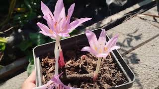 COLCHICUM X AGRIPPINUM [upl. by Enoval]