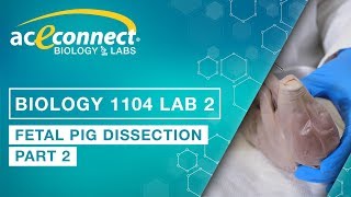 Biology Lab  Fetal Pig Dissection  Part 2 [upl. by Ardel805]