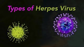 Types of Herpes [upl. by Hctim871]