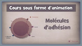 162 ◽ Molécules dadhésion Partie 1 [upl. by Eniamret705]