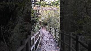 Lluvia 🌧en el BOSQUE🌳NATURALEZA y Paisaje Sonoro🌳Desconecta Rutina Natura para RELAJARTE Dormir [upl. by Lilak]