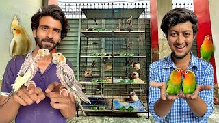 Cocktail aur Fischer Parrot Colony Ly Li 🥳🦜 [upl. by Avuha]