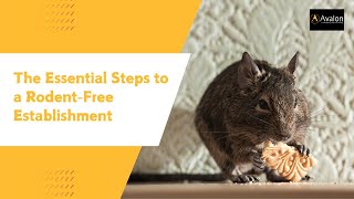 The Essential Steps to a RodentFree Establishment [upl. by Ayam102]