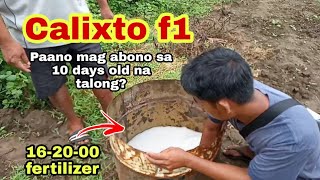 Paano mag abono sa 10 days old na talong Calixto f1 [upl. by Neleh305]