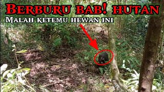 Berburu babi hutan malah ketemu hewan ini [upl. by Nylasej]