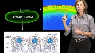 Microscopy Measuring Dynamics Photobleaching and Photoactivation JLS [upl. by Salvay]