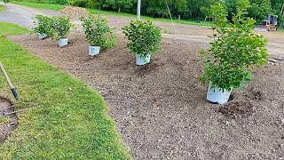 How To Plant A Proven Winners Limelight Hydrangea Hedge  EverCrest [upl. by Selena]