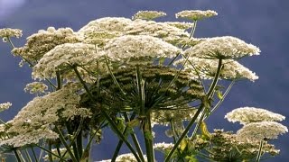 How to avoid dangerous giant hogweed [upl. by Akkinahs]