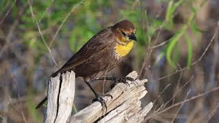 20240503 Yellowheaded Blackbird [upl. by Schilt689]