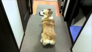 Corgi Dances to Hawaiian War Chant [upl. by Eruza]