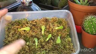 The QUICKEST way to propagate Butterwort Pinguicula [upl. by Silloc210]