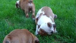 8 week old English bulldog puppies playing together outside for the first time [upl. by Mcleroy]