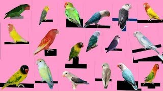 Top 48 types of New Old Love bird [upl. by Al]