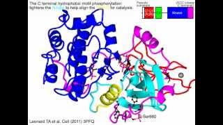 Protein kinase C cPKC [upl. by Colin129]