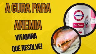 MELHOR VITAMINA PARA CURAR ANEMIA DO CACHORRO COM GENGIVA BRANCA E DOENÇA DO CARRAPATO  Ferro [upl. by Ahsen]