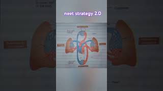 systemic circulation of bloodsystemic circulation in human bodyimportant systemic circulationexam [upl. by Yneffit]