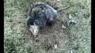 opossum playing dead 3 [upl. by Mathur813]