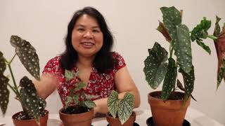 How to take care of Begonia Maculata Plant [upl. by Aiehtela50]