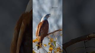 Brahminy kite Haliastur indus [upl. by Win926]