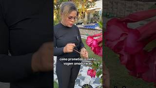 Vídeo completo ☝🏻☝🏻 COLHENDO AS SEMENTES DA ROSA DO DESERTO plantas orchid jardim [upl. by Becca]