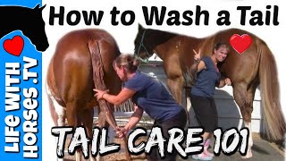 How I Wash My Horses Tail  Horse Tail Care  Life With Horses TV [upl. by Akcebar800]