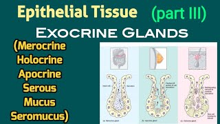 Merocrine Apocrine Holocrine Secretion amp Serous Mucus Seromucus Glands  AM Biologie Notes [upl. by Flossy403]