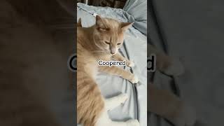 You’ve just been Coopered cats cat cute catlover cutecats [upl. by Tjader]