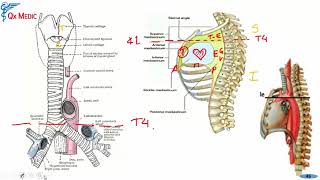 Anatomía  1 RM19 2V ANATOMIA TORAX PARED ABDOMINAL ANTERIOR Y POSTERIOR de Qx Medic on Vimeo [upl. by Leffen251]